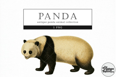 Panda  Vintage Animal illustration Clip Art, Clipart, Fussy Cut