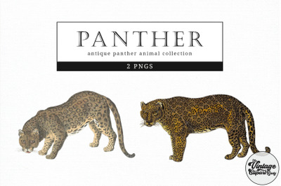 Panther  Vintage Animal illustration Clip Art, Clipart, Fussy Cut