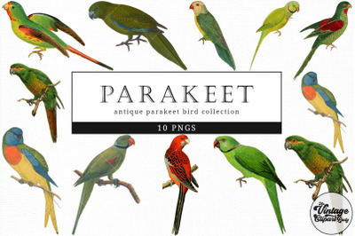 Parakeet  Vintage Animal illustration Clip Art, Clipart, Fussy Cut