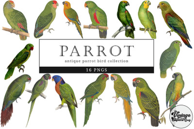 Parrot  Vintage Animal illustration Clip Art, Clipart, Fussy Cut