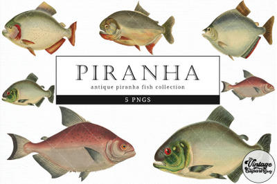 Piranha  Vintage Animal illustration Clip Art, Clipart, Fussy Cut