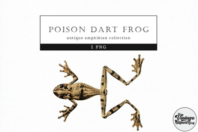 Poison Dart Frog  Vintage Animal illustration Clip Art, Clipart