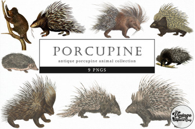 Porcupine  Vintage Animal illustration Clip Art, Clipart, Fussy Cut