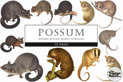 Possum  Vintage Animal illustration Clip Art, Clipart, Fussy Cut
