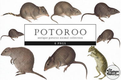 Potoroo  Vintage Animal illustration Clip Art, Clipart, Fussy Cut