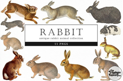 Rabbit  Vintage Animal illustration Clip Art, Clipart, Fussy Cut