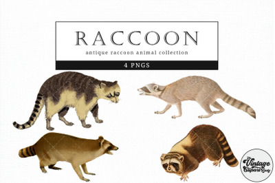 Raccoon  Vintage Animal illustration Clip Art, Clipart, Fussy Cut