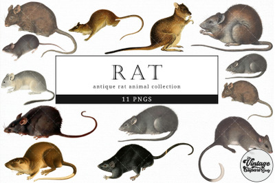 Rat  Vintage Animal illustration Clip Art, Clipart, Fussy Cut