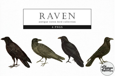Raven  Vintage Animal illustration Clip Art, Clipart, Fussy Cut