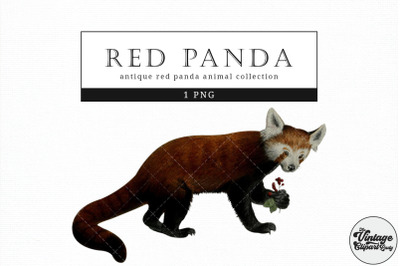 Red panda  Vintage Animal illustration Clip Art, Clipart, Fussy Cut