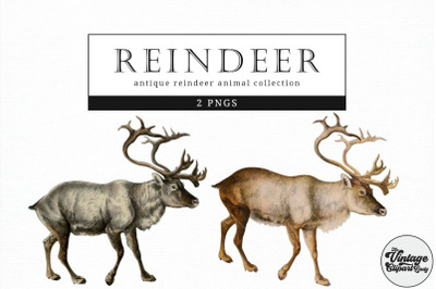 Reindeer  Vintage Animal illustration Clip Art, Clipart, Fussy Cut