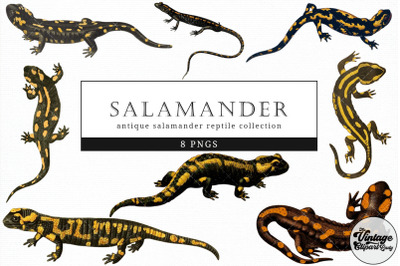 Salamander  Vintage Animal illustration Clip Art, Clipart, Fussy Cut