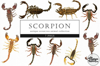 Scorpion  Vintage Animal illustration Clip Art&2C; Clipart&2C; Fussy Cut