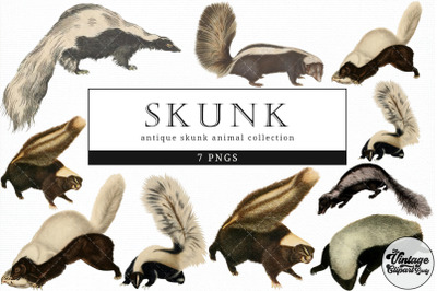 Skunk  Vintage Animal illustration Clip Art, Clipart, Fussy Cut