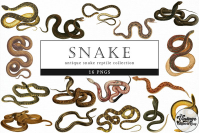 Snake  Vintage Animal illustration Clip Art, Clipart, Fussy Cut