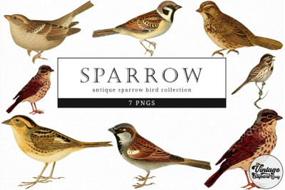 Sparrow  Vintage Animal illustration Clip Art, Clipart, Fussy Cut