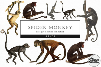 Spider Monkey  Vintage Animal illustration Clip Art, Clipart
