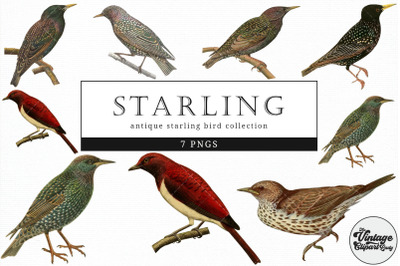 Starling  Vintage Animal illustration Clip Art, Clipart, Fussy Cut