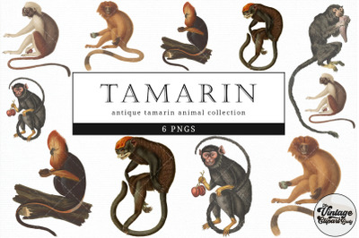 Tamarin  Vintage Animal illustration Clip Art, Clipart, Fussy Cut