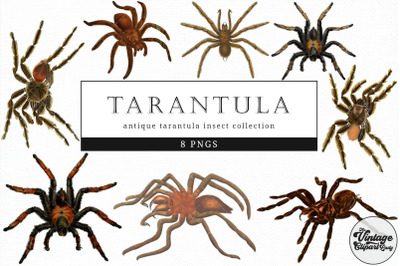 Tarantula  Vintage Animal illustration Clip Art, Clipart, Fussy Cut
