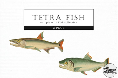Tetra Fish  Vintage Animal illustration Clip Art, Clipart, Fussy Cut