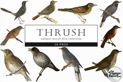 Thrush  Vintage Animal illustration Clip Art, Clipart, Fussy Cut