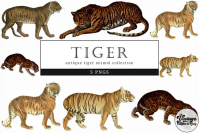 Tiger  Vintage Animal illustration Clip Art, Clipart, Fussy Cut