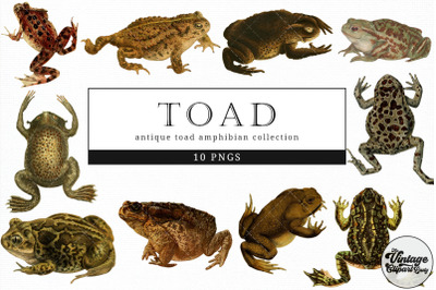 Toad  Vintage Animal illustration Clip Art, Clipart, Fussy Cut,