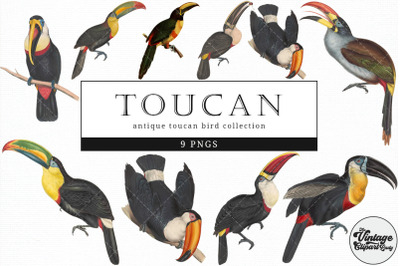 Toucan  Vintage Animal illustration Clip Art, Clipart, Fussy Cut