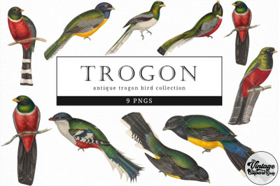 Trogon  Vintage Animal illustration Clip Art, Clipart, Fussy Cut