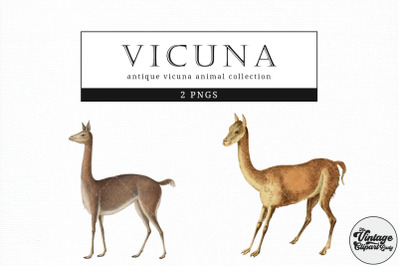 Vicuna  Vintage Animal illustration Clip Art, Clipart, Fussy Cut