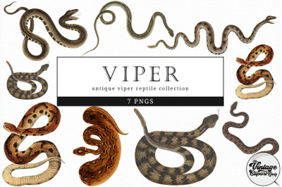 Viper  Vintage Animal illustration Clip Art, Clipart, Fussy Cut