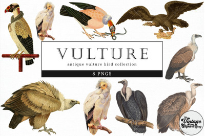 Vulture  Vintage Animal illustration Clip Art, Clipart, Fussy Cut