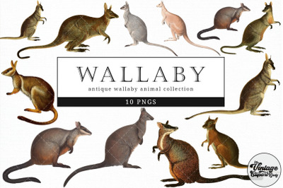 Wallaby  Vintage Animal illustration Clip Art, Clipart, Fussy Cut