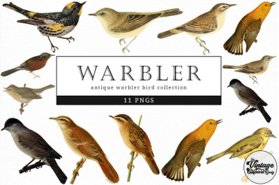 Warbler  Vintage Animal illustration Clip Art, Clipart, Fussy Cut
