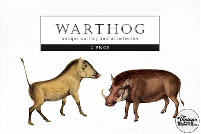 Warthog  Vintage Animal illustration Clip Art, Clipart, Fussy Cut