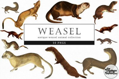 Weasel  Vintage Animal illustration Clip Art, Clipart, Fussy Cut