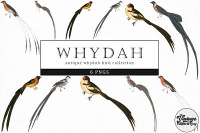 Whydah  Vintage Animal illustration Clip Art, Clipart, Fussy Cut