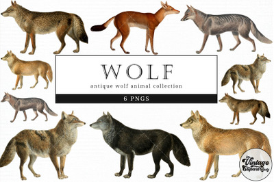 Wolf  Vintage Animal illustration Clip Art, Clipart, Fussy Cut