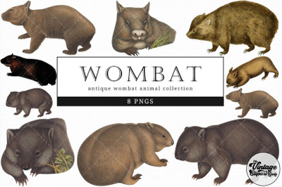 Wombat  Vintage Animal illustration Clip Art, Clipart, Fussy Cut