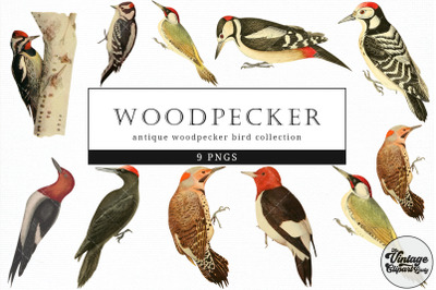 Woodpecker  Vintage Animal illustration Clip Art, Clipart, Fussy Cut