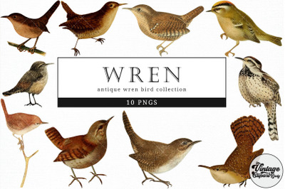 Wren  Vintage Animal illustration Clip Art, Clipart, Fussy Cut