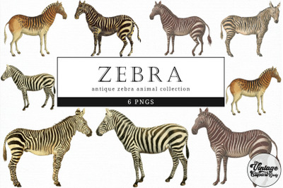 Zebra  Vintage Animal illustration Clip Art, Clipart, Fussy Cut