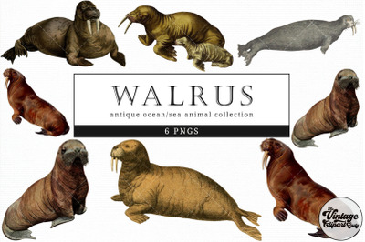 Walrus  Vintage Animal illustration Clip Art, Clipart, Fussy Cut