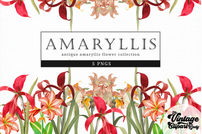 Amaryllis Vintage Floral Botanical Clip Art