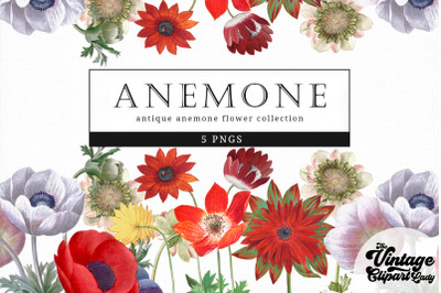 Anemone Vintage Floral Botanical Clip Art