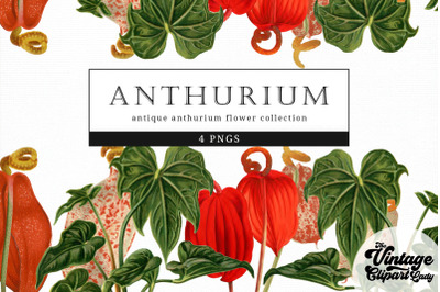 Anthurium Vintage Floral Botanical Clip Art