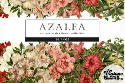 Azalea Vintage Floral Botanical Clip Art