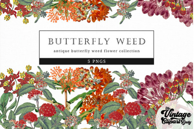 Butterfly Weed Vintage Floral Botanical Clip Art