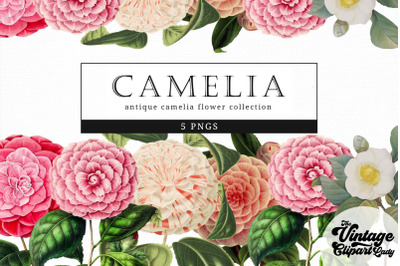 Camelia Vintage Floral Botanical Clip Art